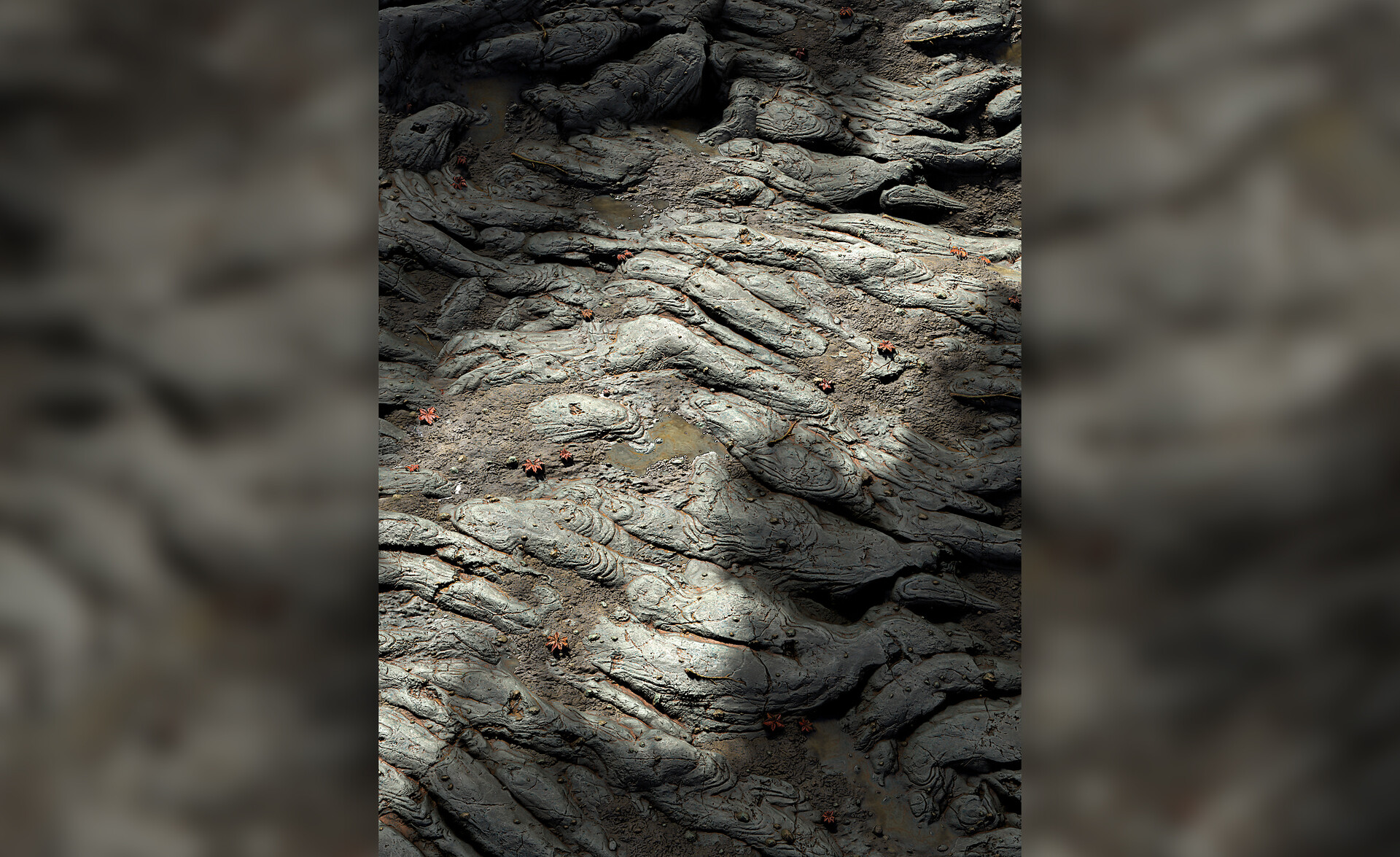 dima-aminev-lava-02-vertical