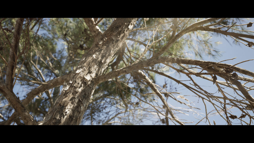 pontus-ryman-tree-scaled