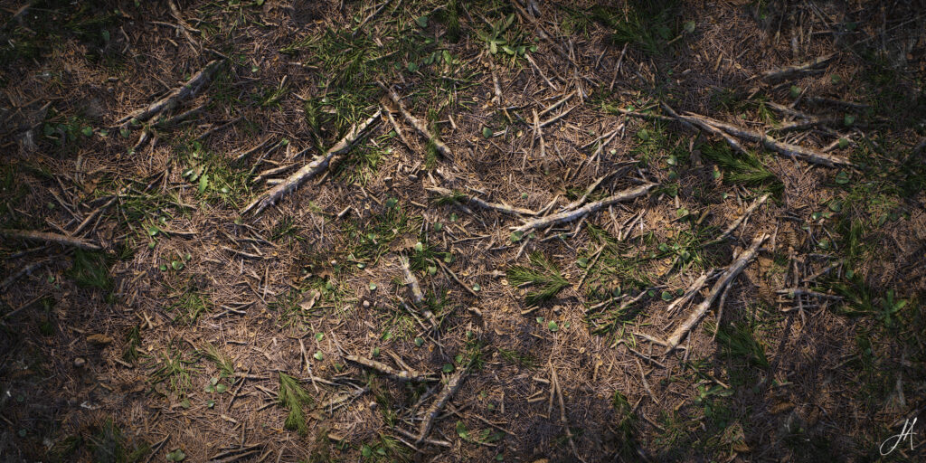 JonasArmellini_ForestGround_RenderDay_02-scaled