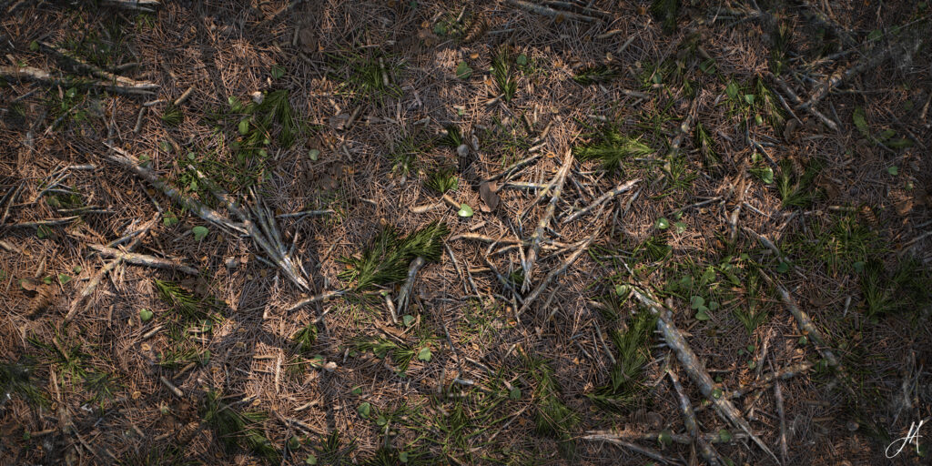 JonasArmellini_ForestGround_RenderDay_03-scaled