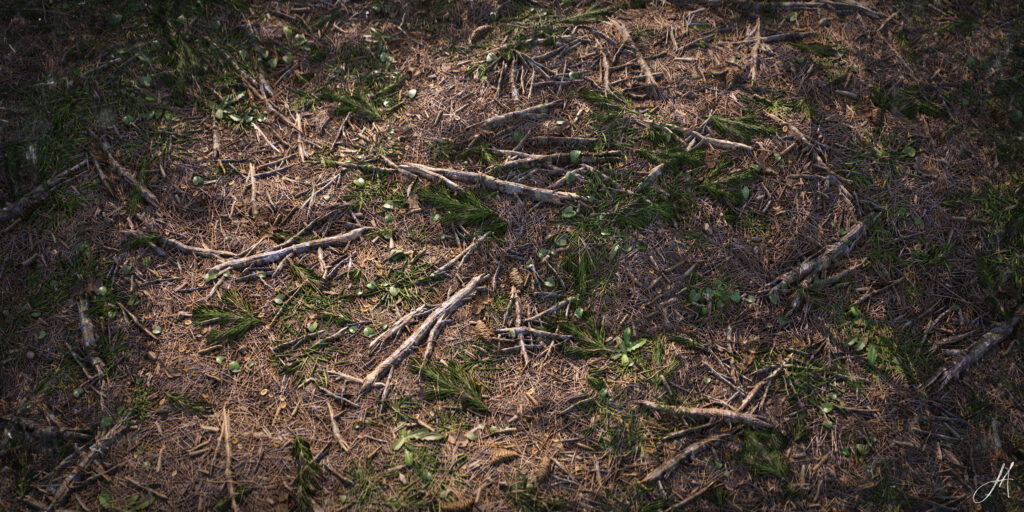JonasArmellini_ForestGround_RenderDay_04-scaled