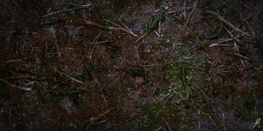 JonasArmellini_ForestGround_RenderNight_02-scaled