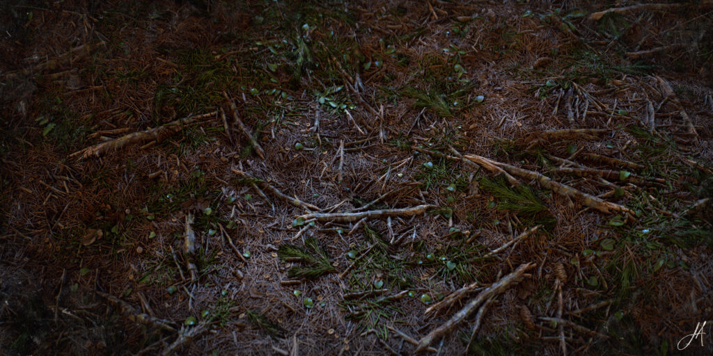 JonasArmellini_ForestGround_RenderNight_03-scaled