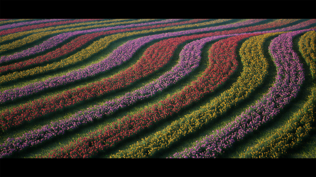 TulipFields.0030