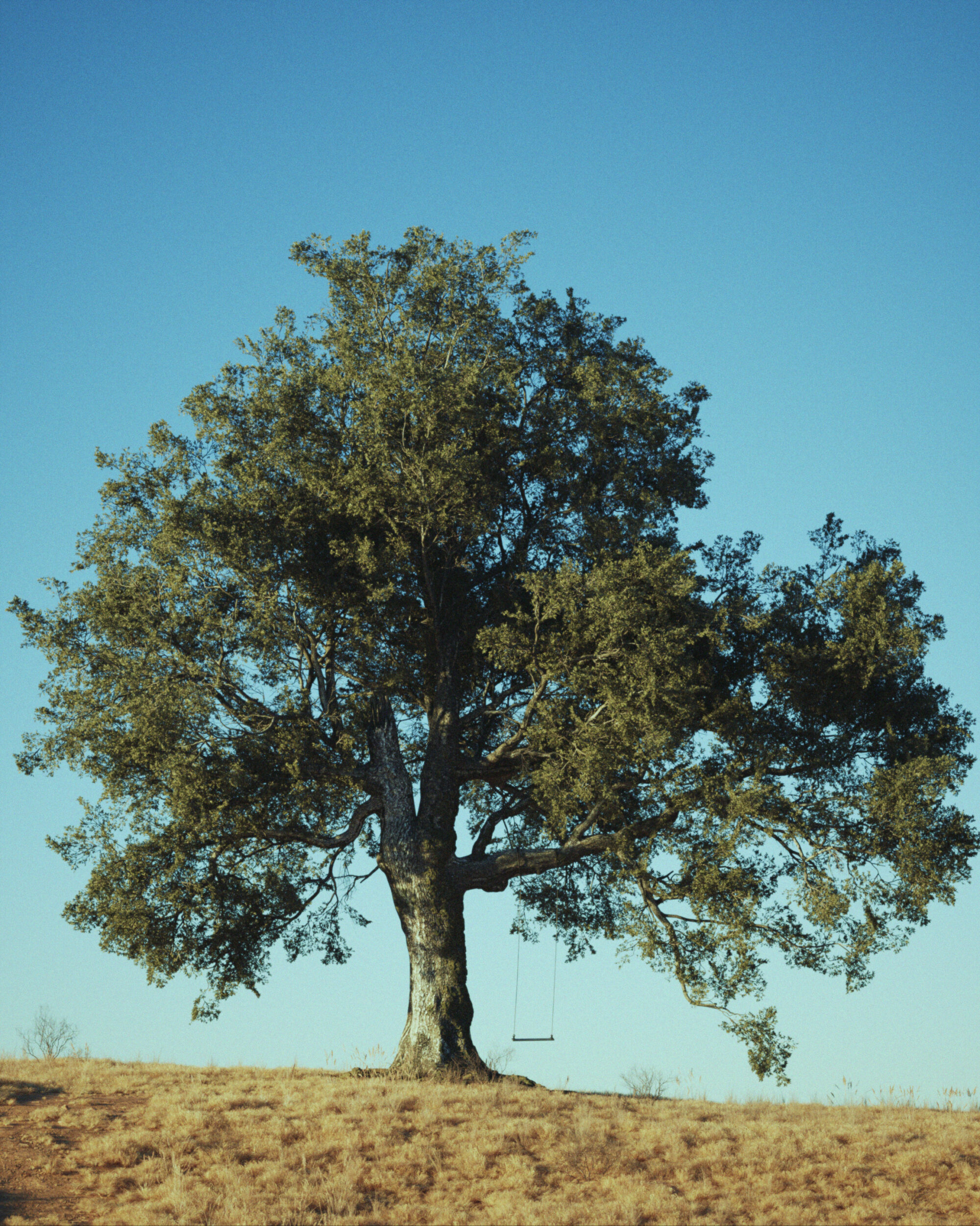 elia-luongo-oak-tree-1-0000-scaled