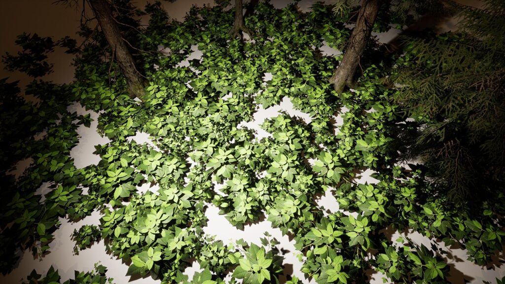 05_plants_blackberries