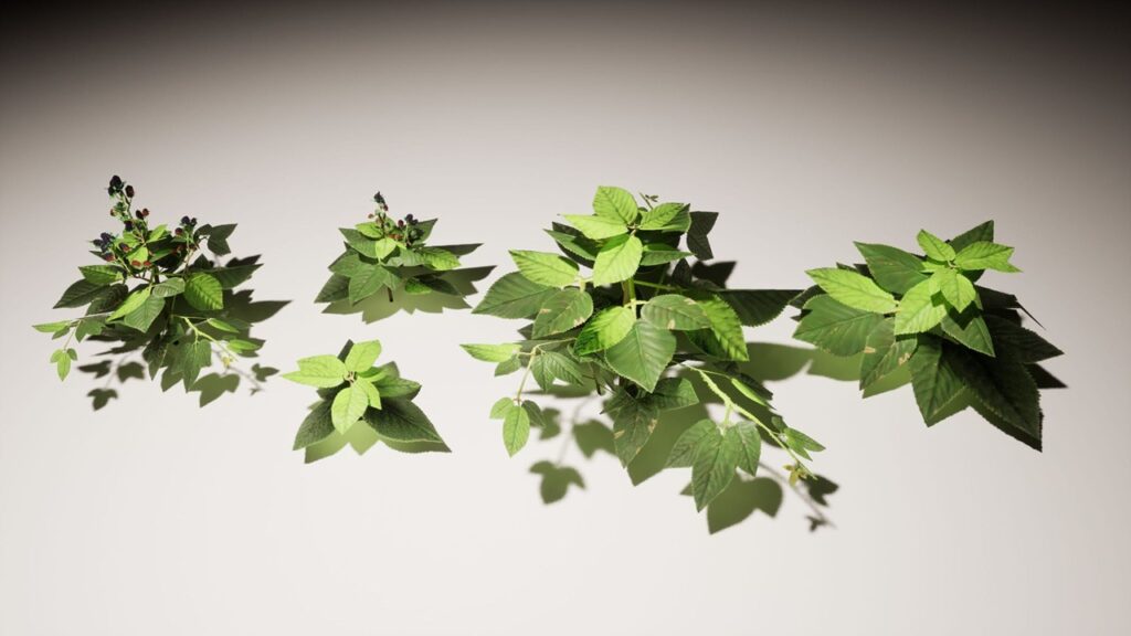 05_plants_showcase_02