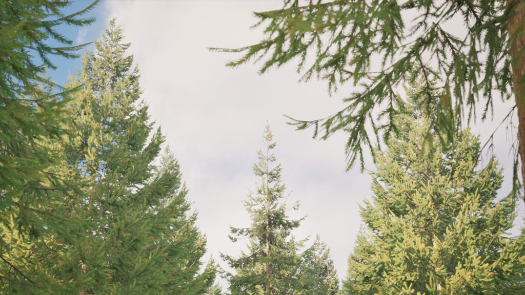 rapicault-quentin-rapicaultq-pines-05