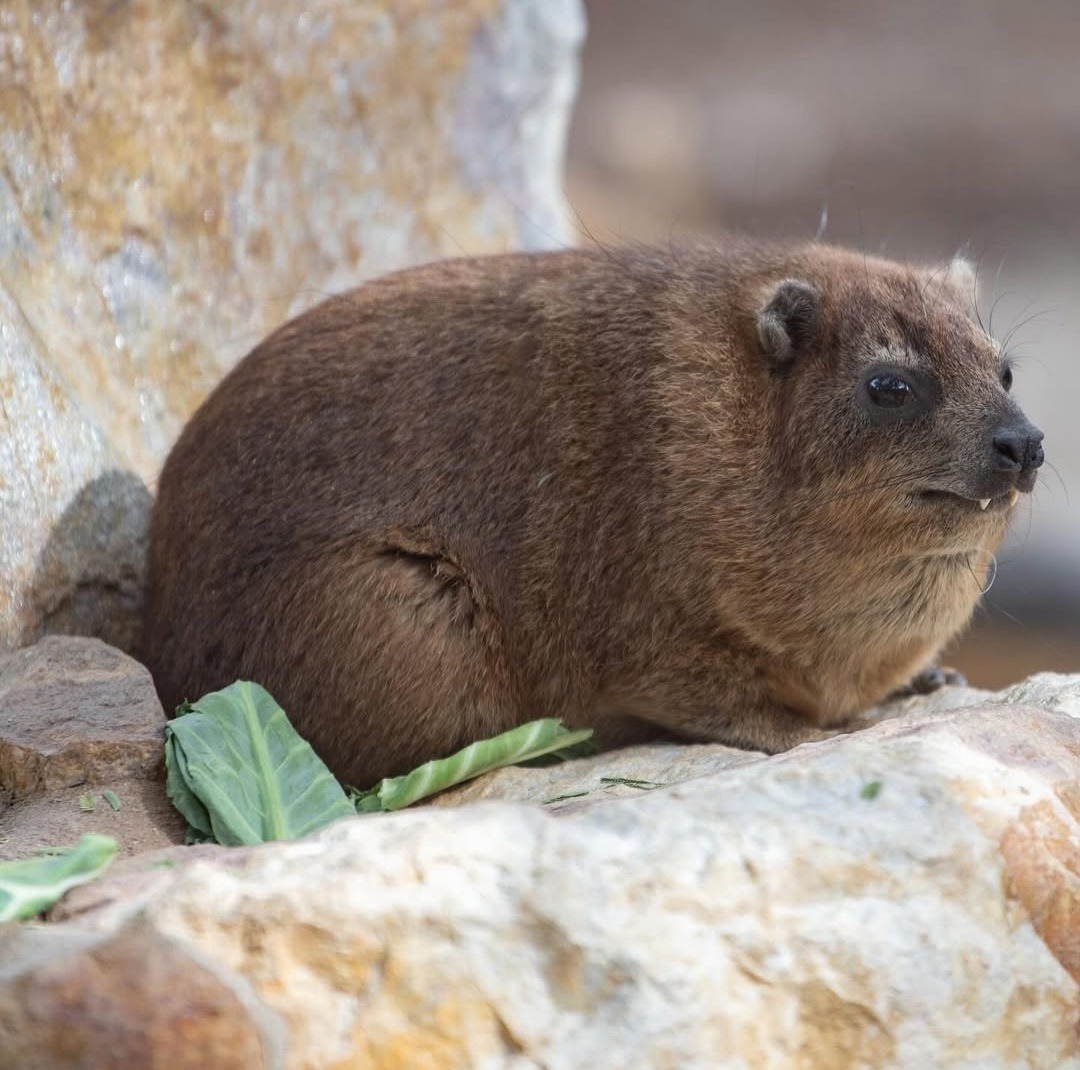 016-have-fun-and-awawa